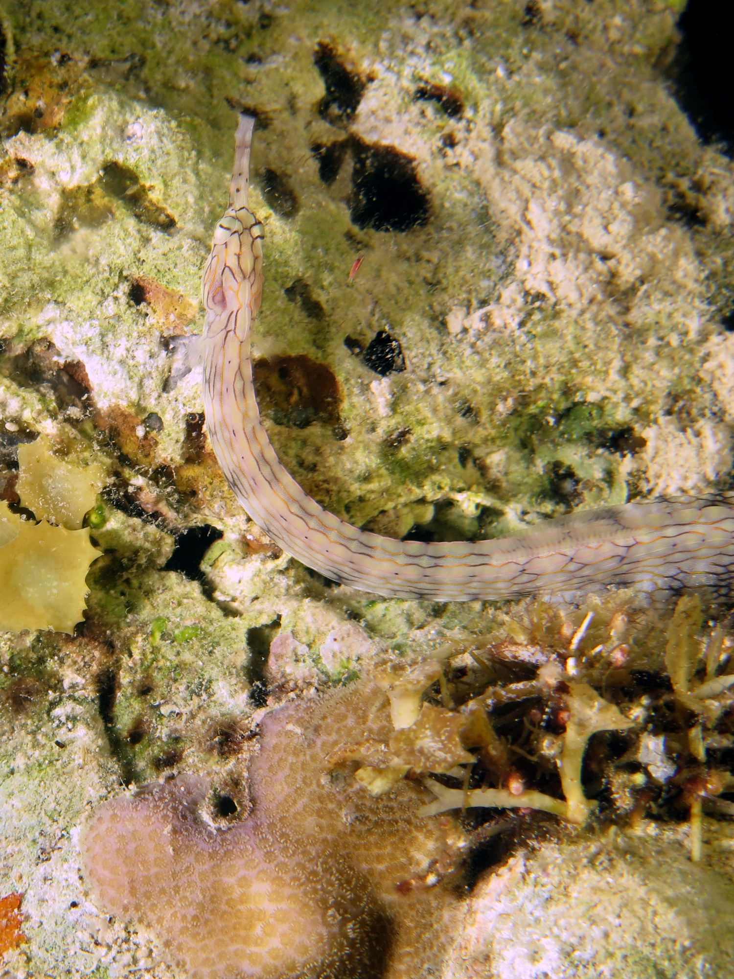 Corythoichthys sp.