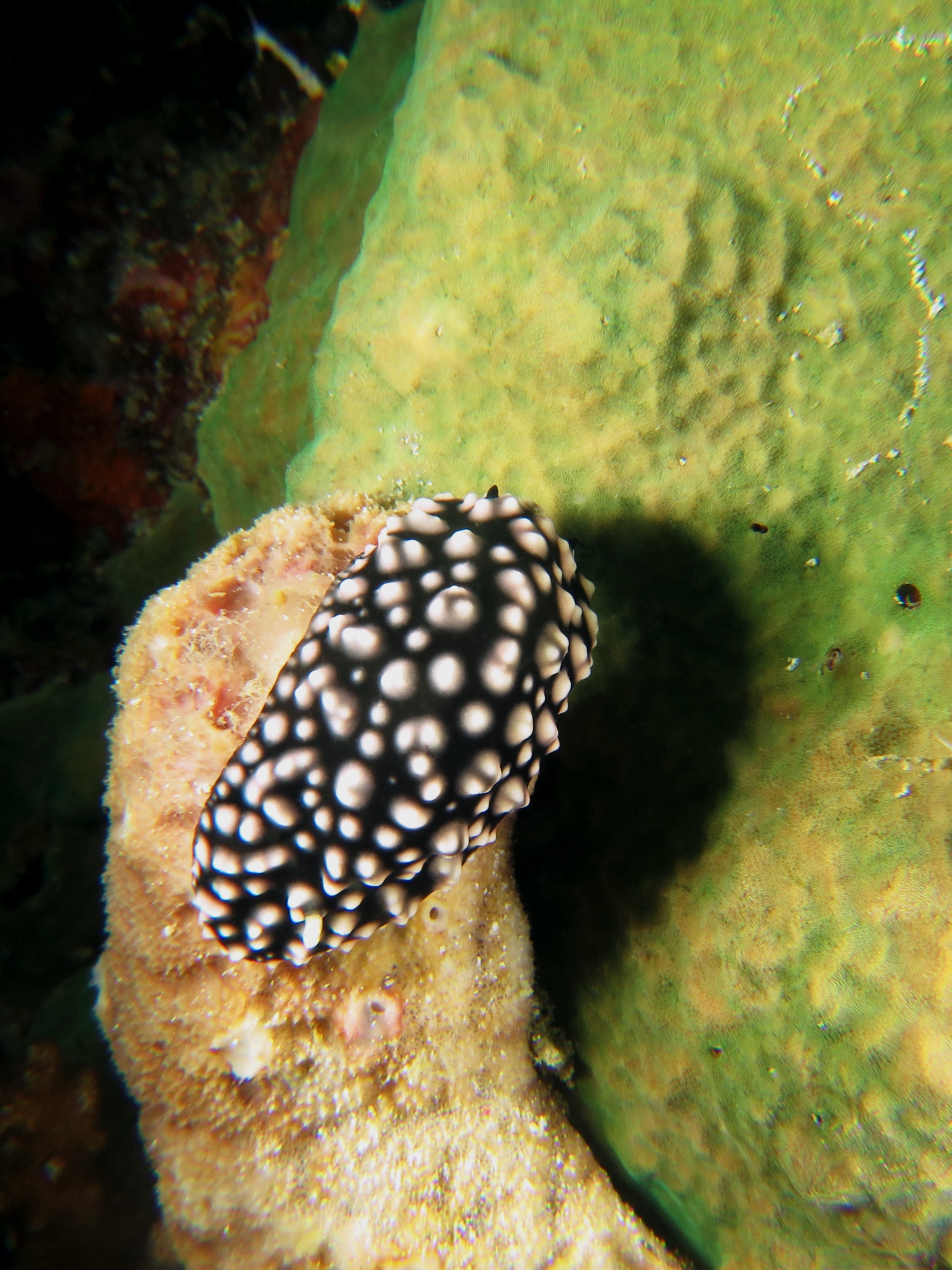 Phyllidiella pustulosa