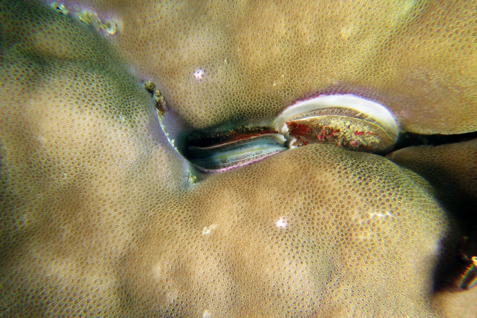 Pedum spondyloideum