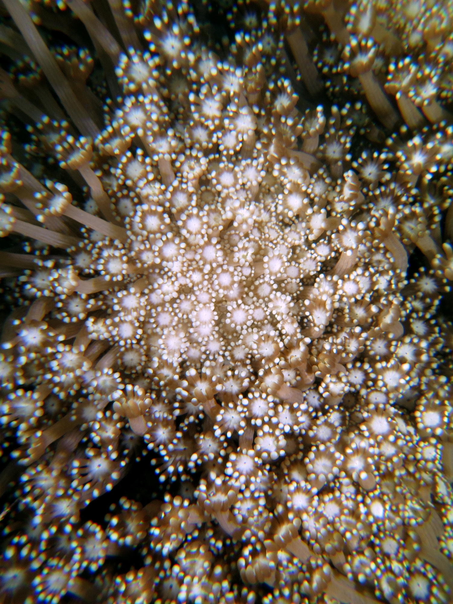 Alveopora