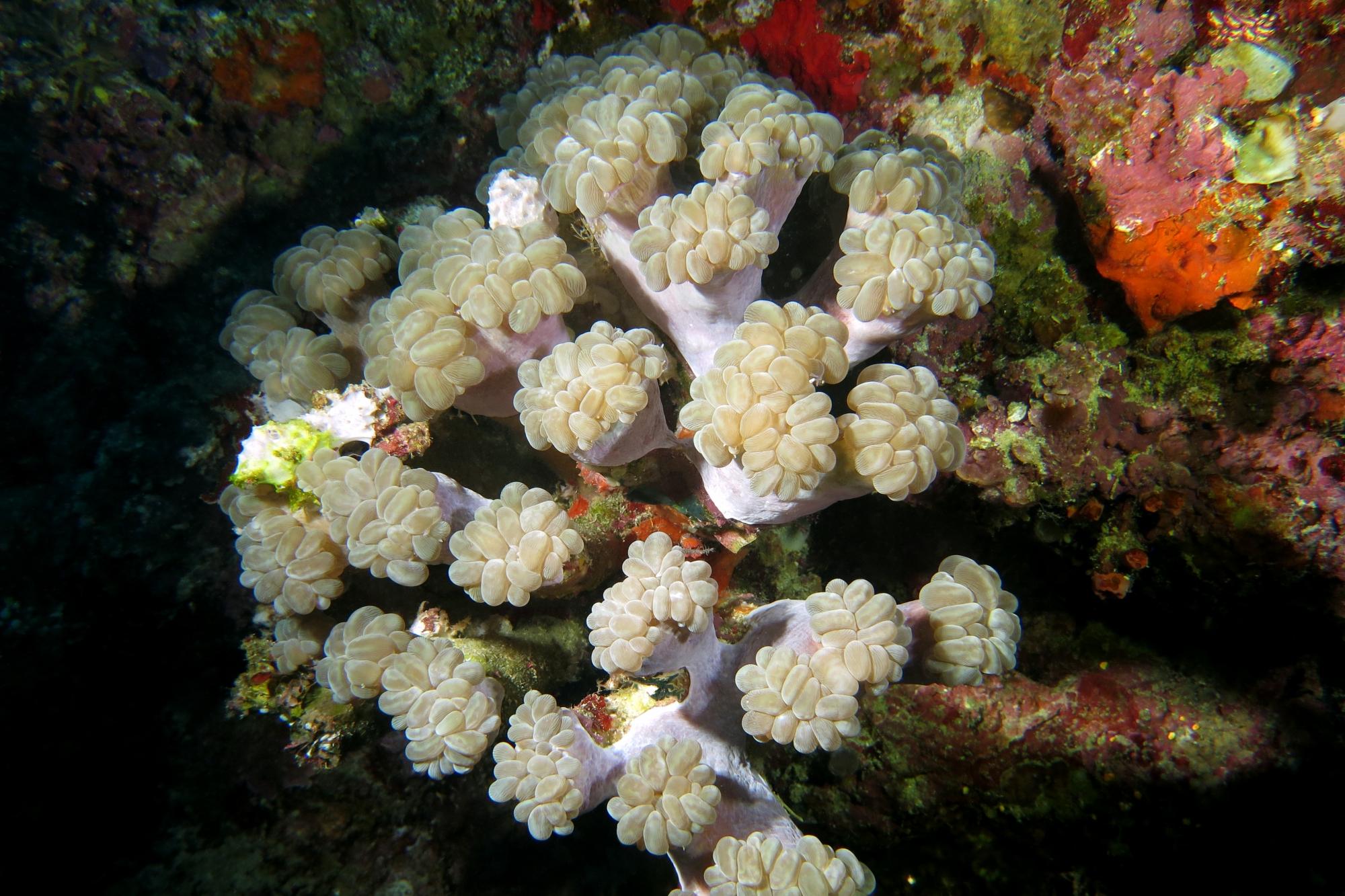Plerogyra simplex