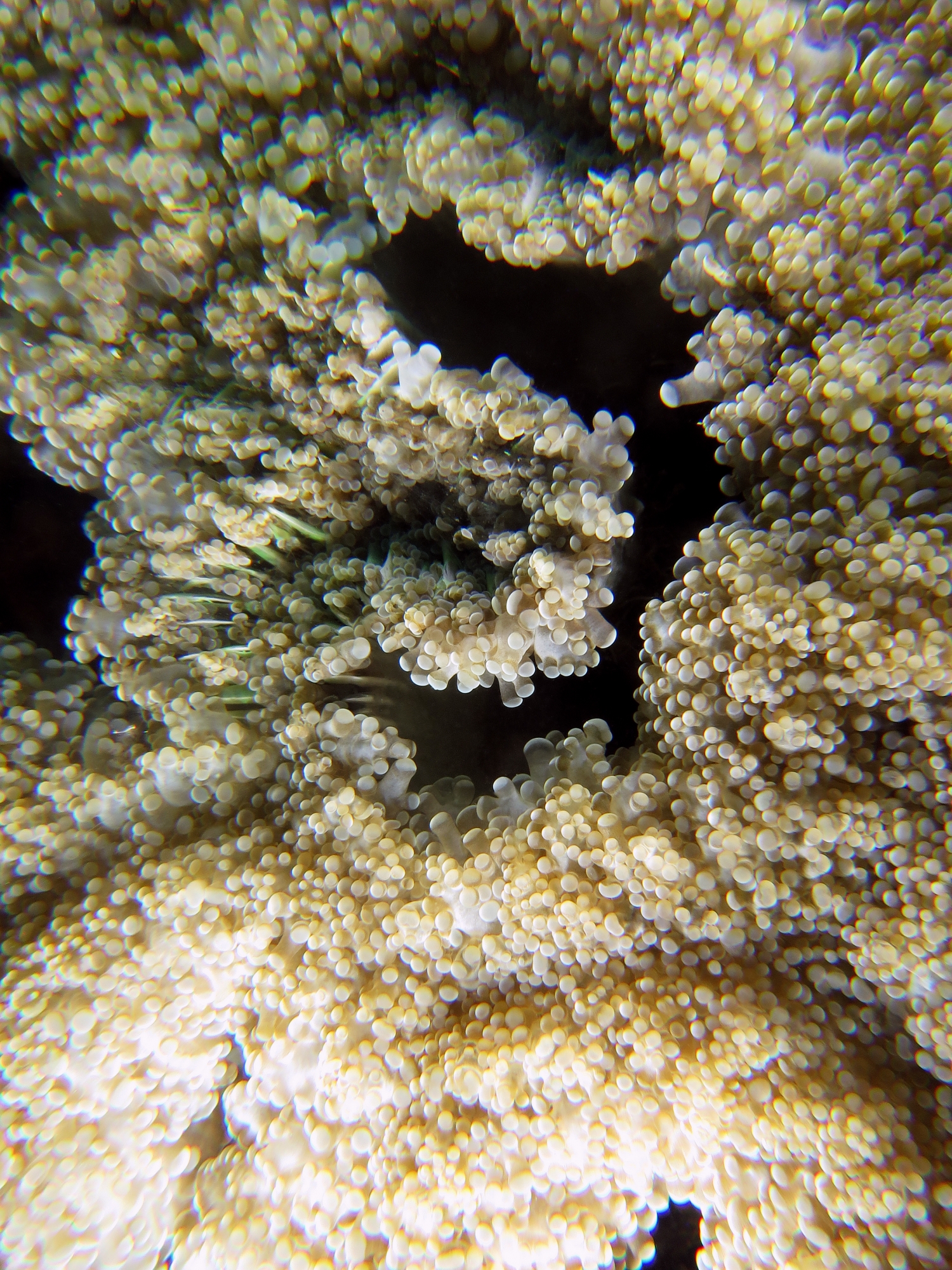 Corail à bulles