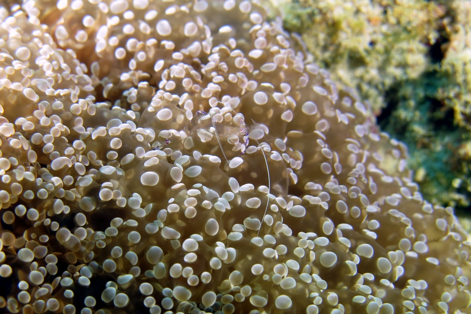 Ancylomenes sarasvati, Actinodendron glomeratum