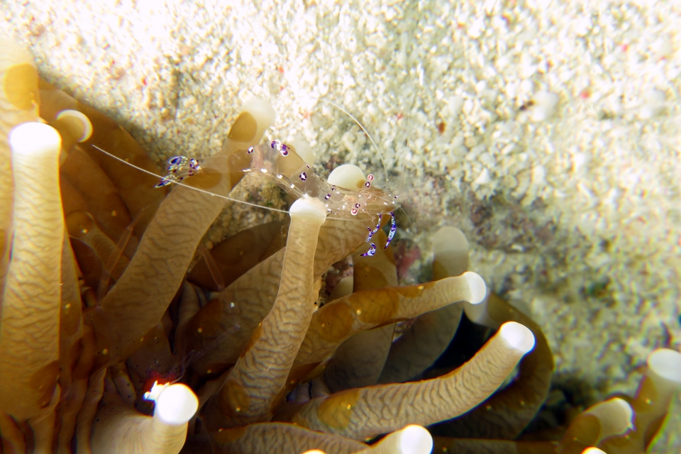Ancylomenes sarasvati, Heliofungia actiniformis ou Euphyllia glabrescens, Waminoa sp.