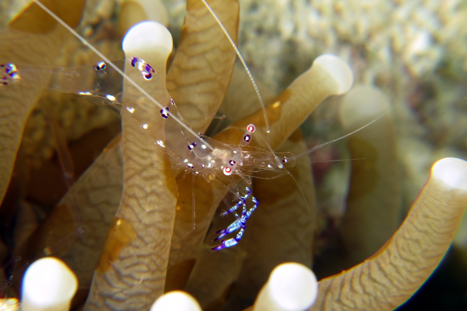 Ancylomenes sarasvati, Heliofungia actiniformis ou Euphyllia glabrescens, Waminoa sp.