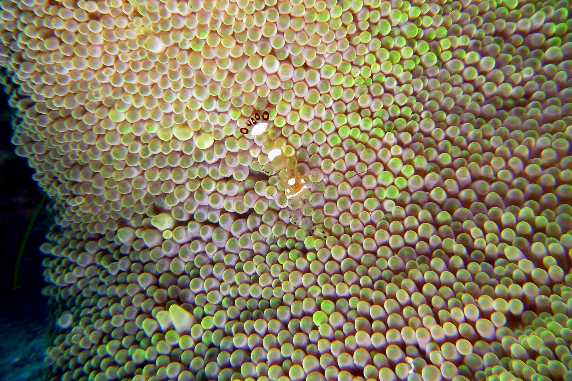 Periclimenes brevicarpalis, Stichodactyla haddoni ou mertensii