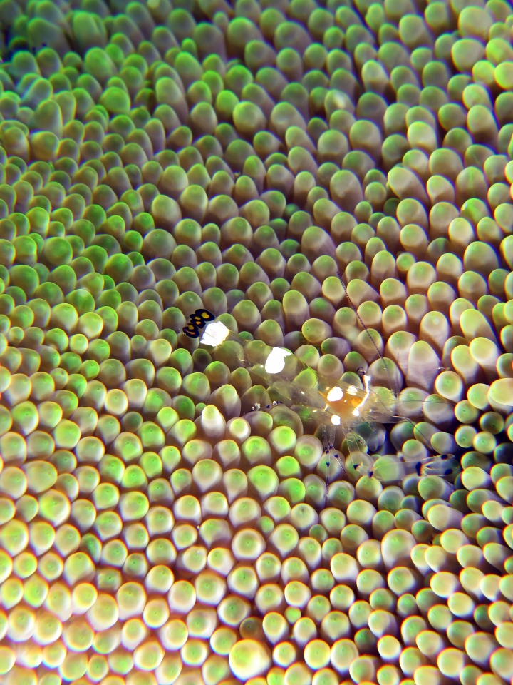 Periclimenes brevicarpalis, Stichodactyla haddoni ou mertensii