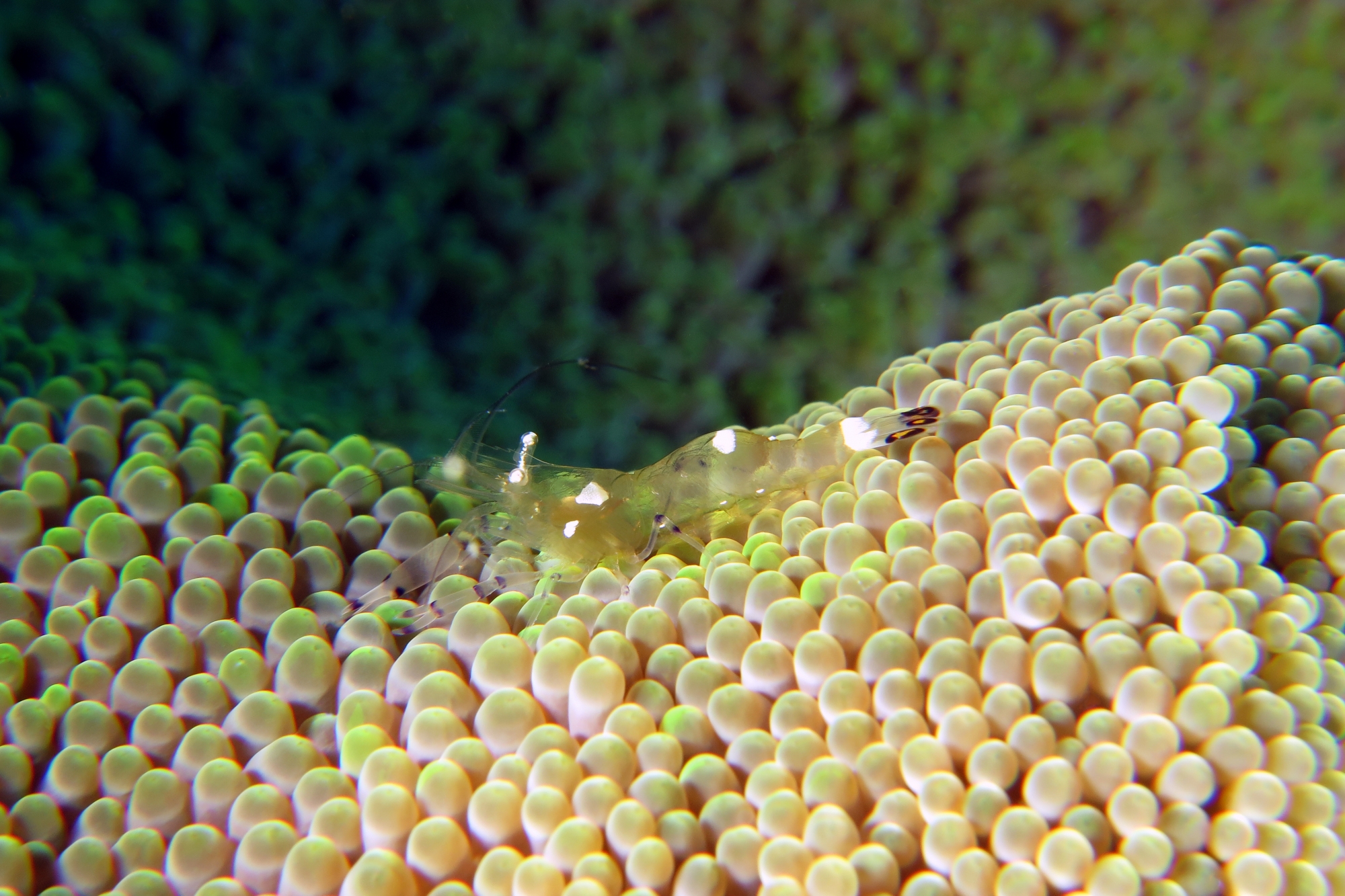 Periclimenes brevicarpalis, Stichodactyla haddoni ou mertensii