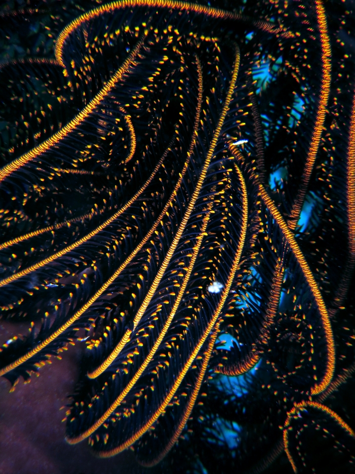 Crinoïde
