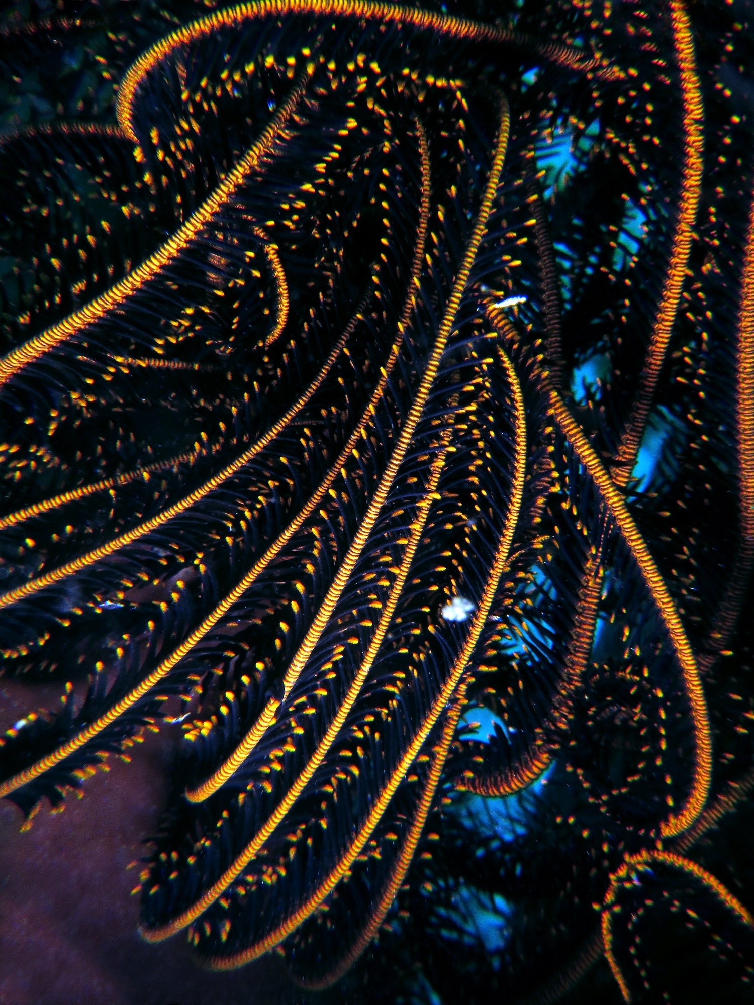 Crinoïde