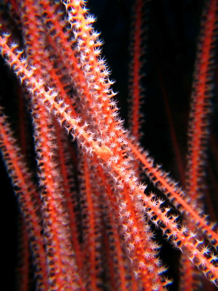 Ellisella sp.