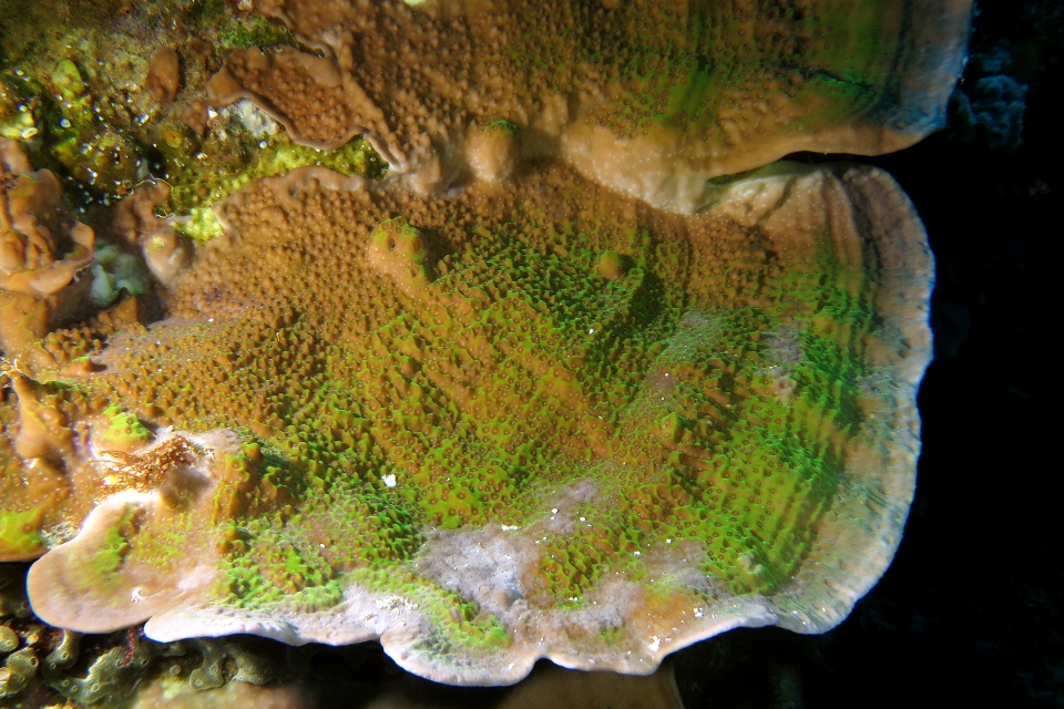 Corail en plaque