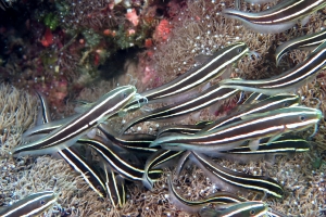Plotosus lineatus