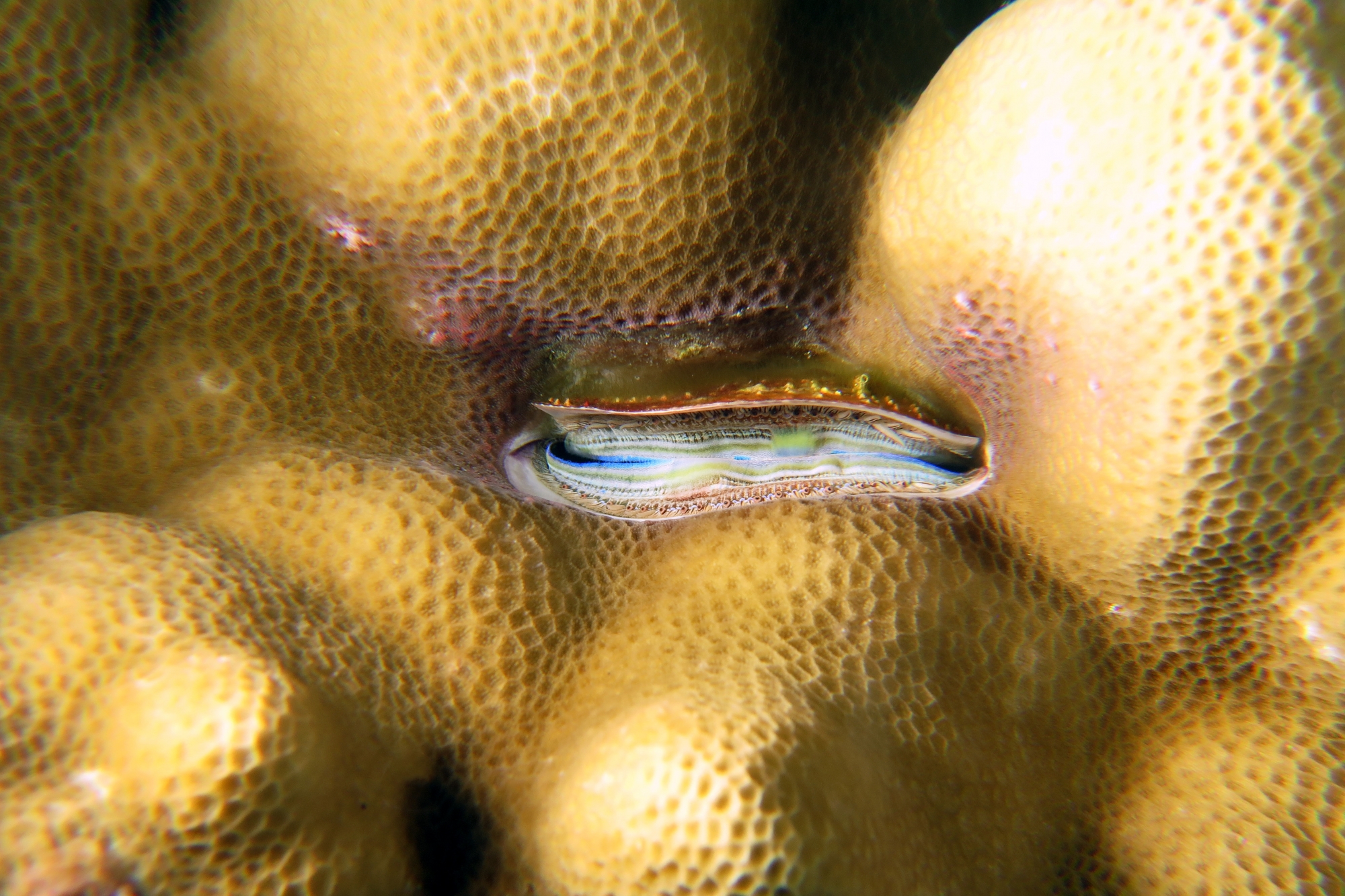 Pedum spondyloideum