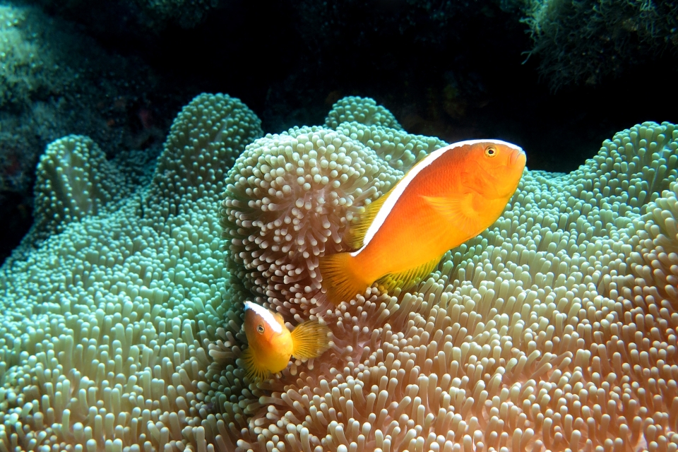 Amphiprion sandaracinos, Stichodactyla mertensii