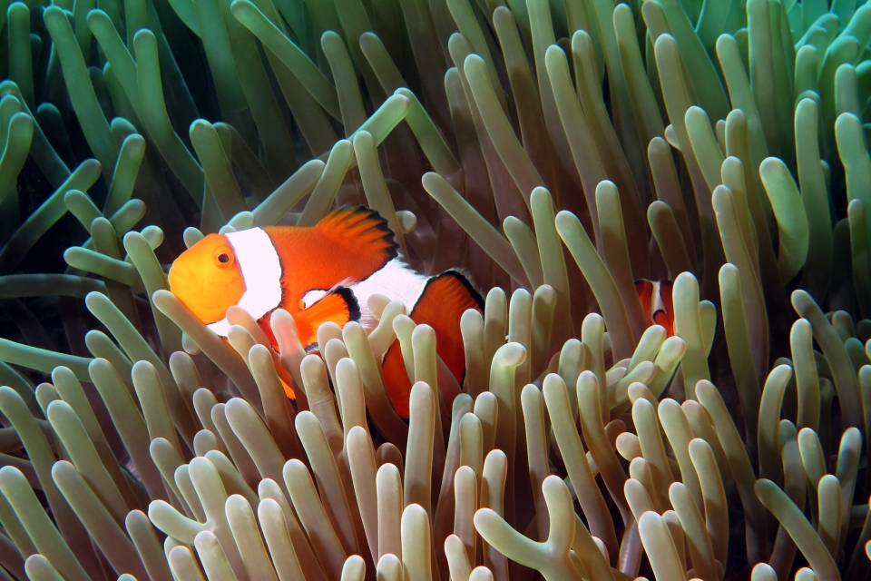 Amphiprion ocellaris, Heteractis magnifica