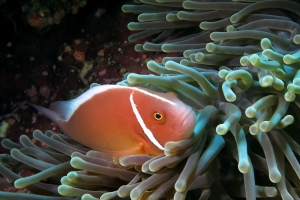 Amphiprion perideraion, Heteractis magnifica