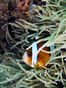 Amphiprion clarkii, Heteractis crispa