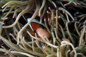 Amphiprion clarkii, Heteractis crispa