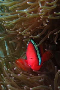 Amphiprion frenatus, Entacmaea quadricolor