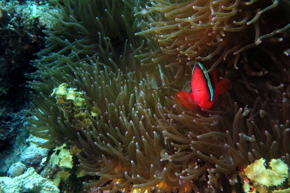 Amphiprion frenatus, Entacmaea quadricolor