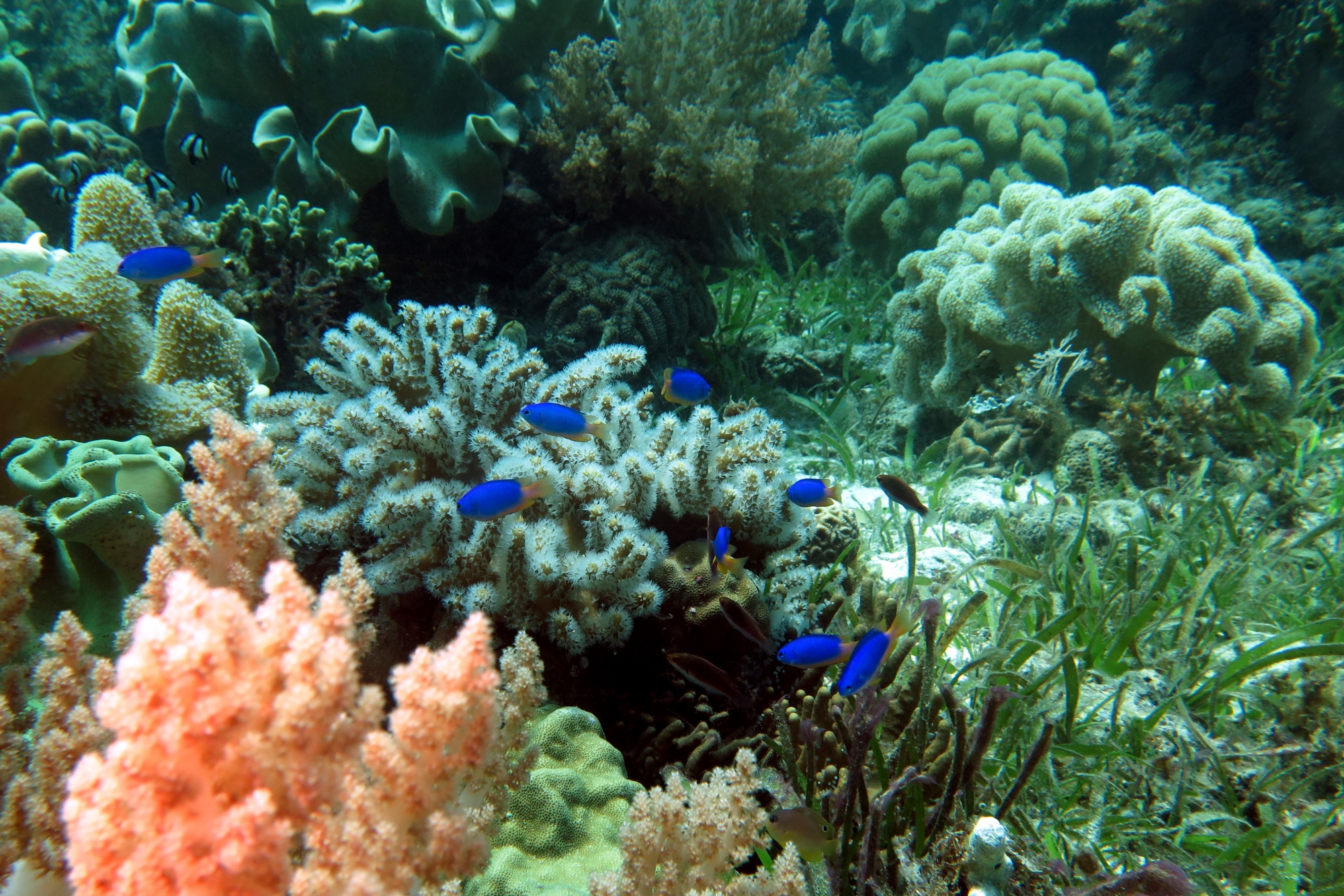 Pomacentrus coelestis