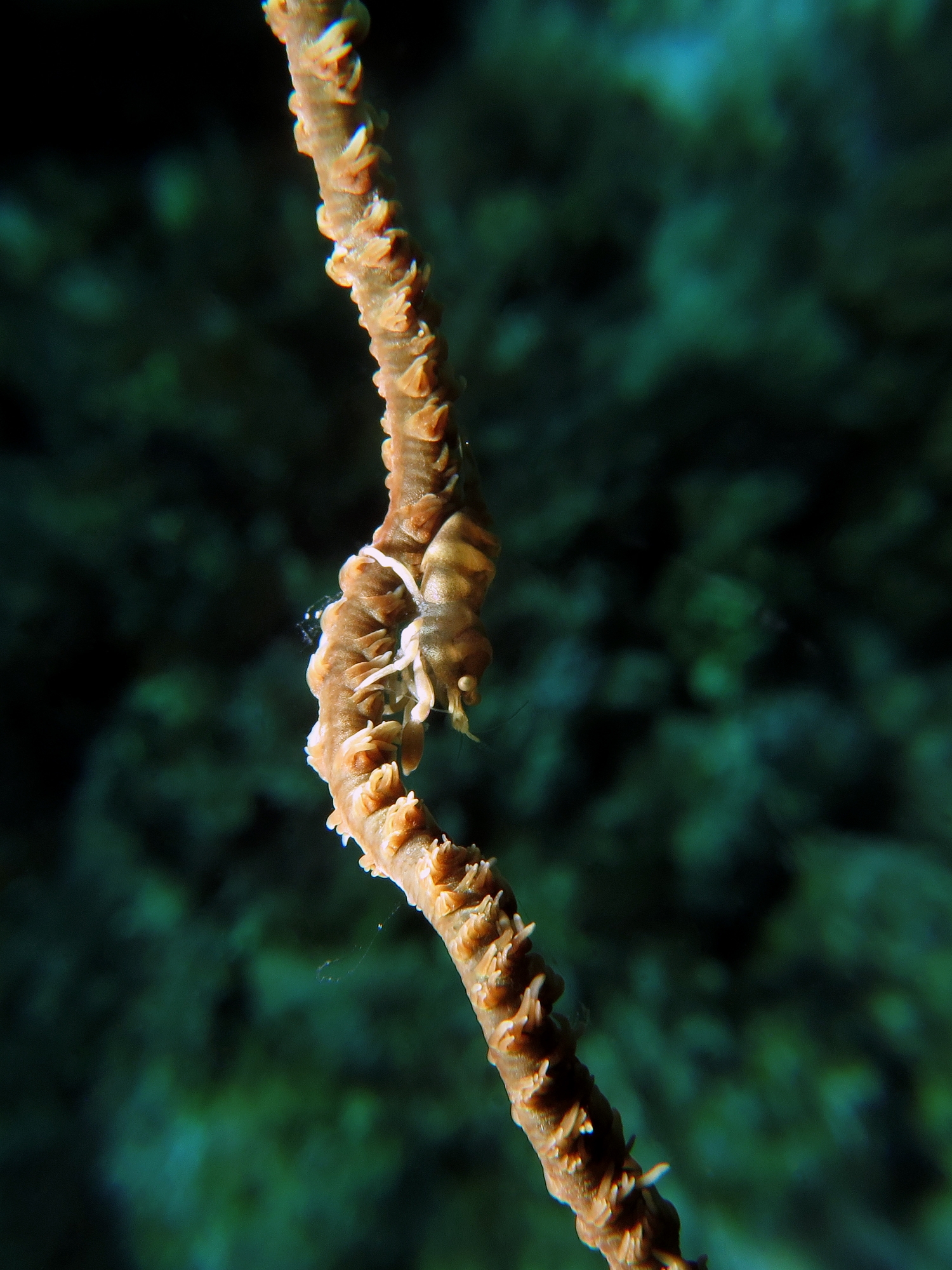 Pontonides ankeri ou unciger, Cirripathes sp.