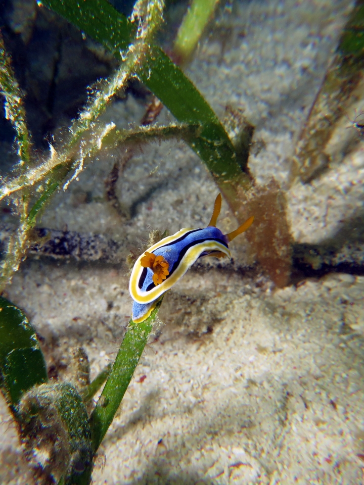 Chromodoris annae