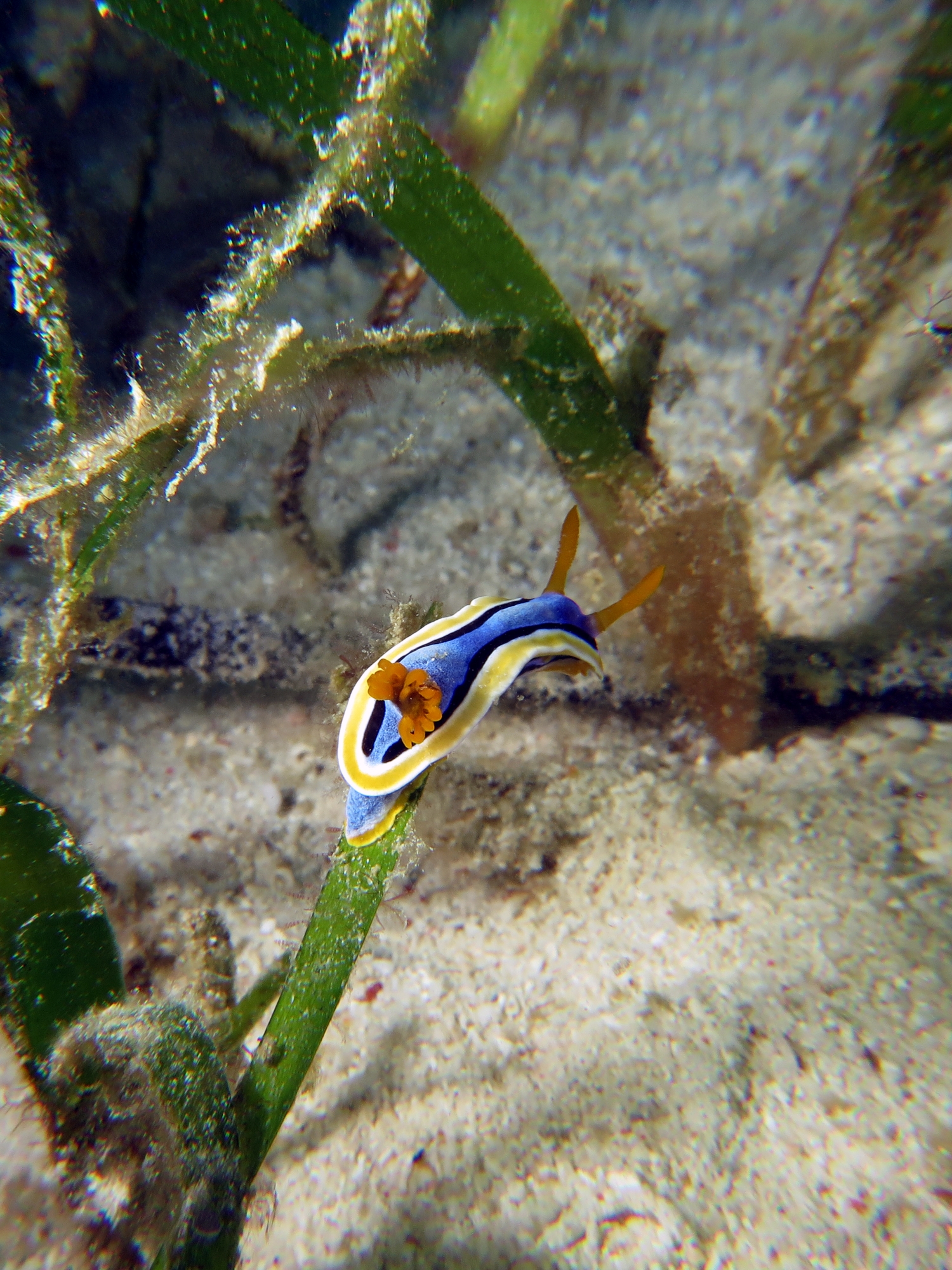 Chromodoris annae