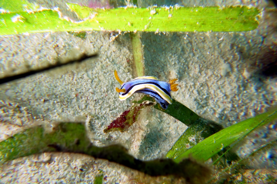 Chromodoris annae