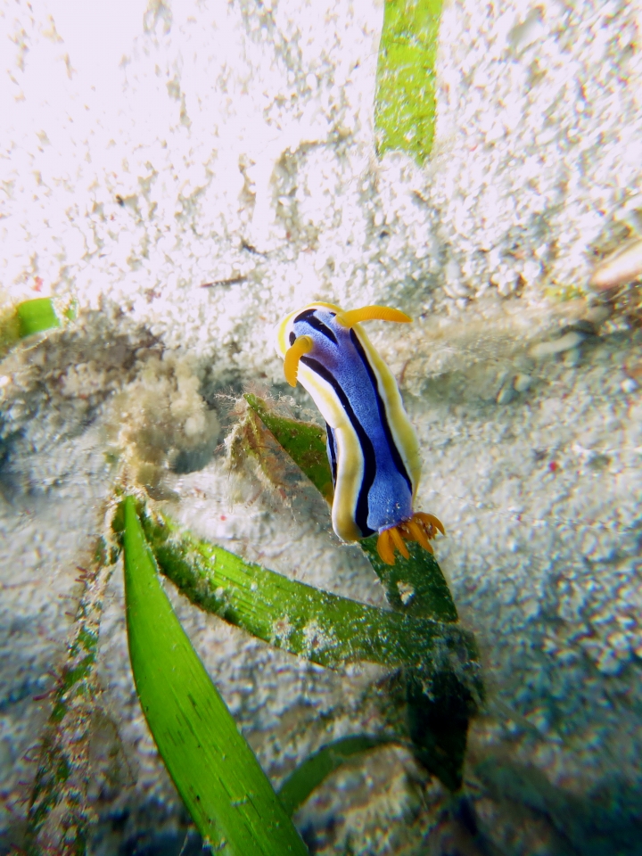 Chromodoris annae