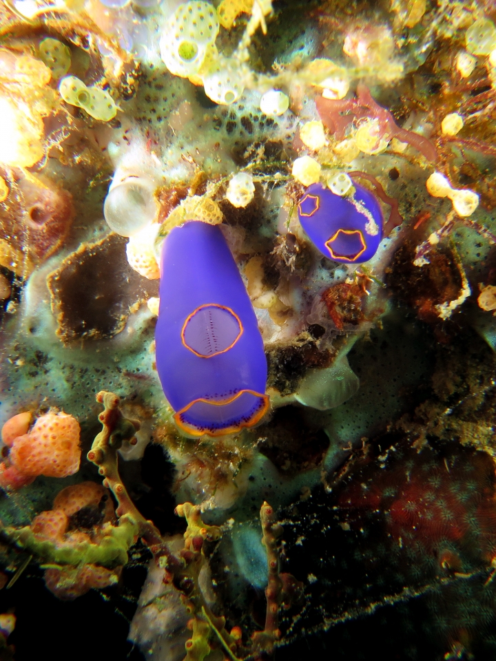 Clavelina coerulea