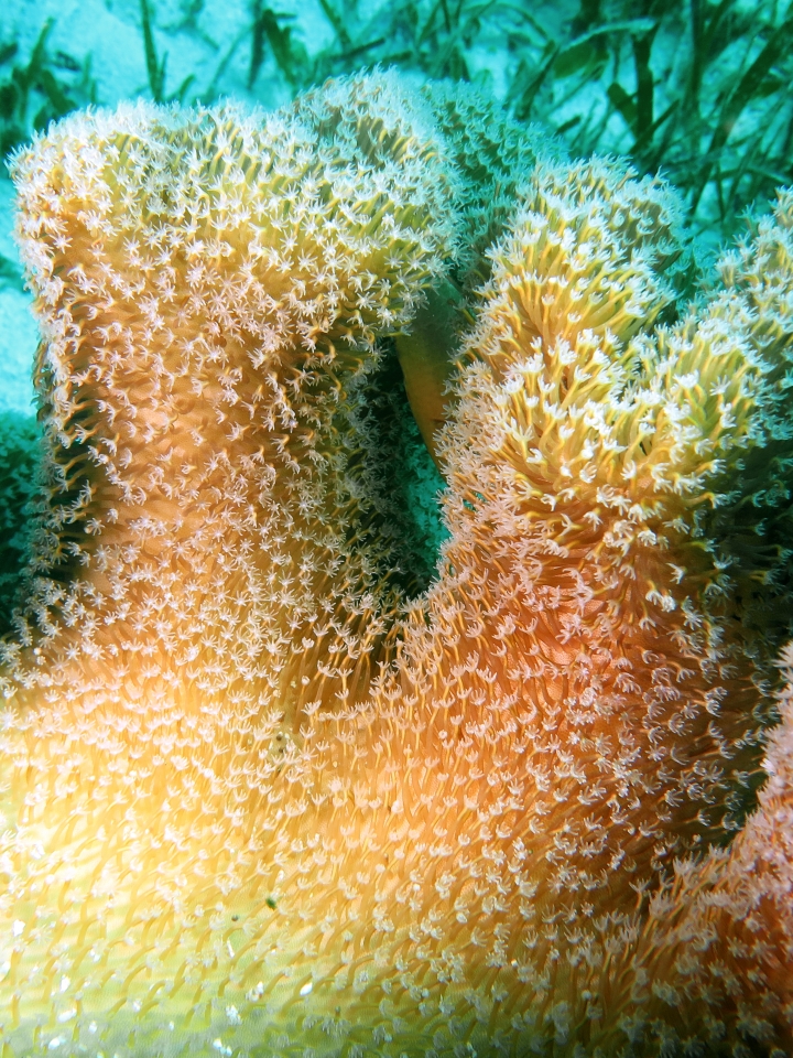 Sarcophyton sp.