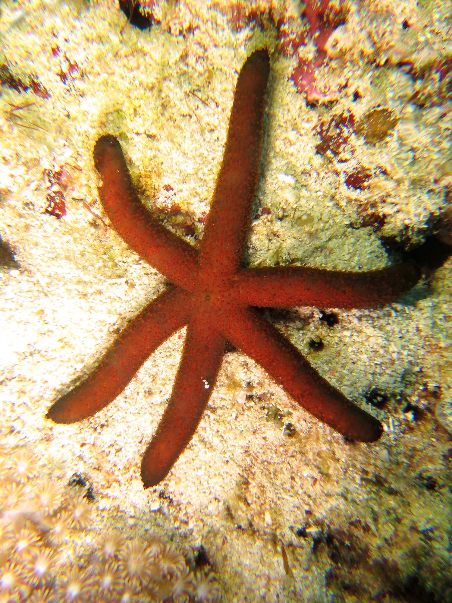 Echinaster luzonicus