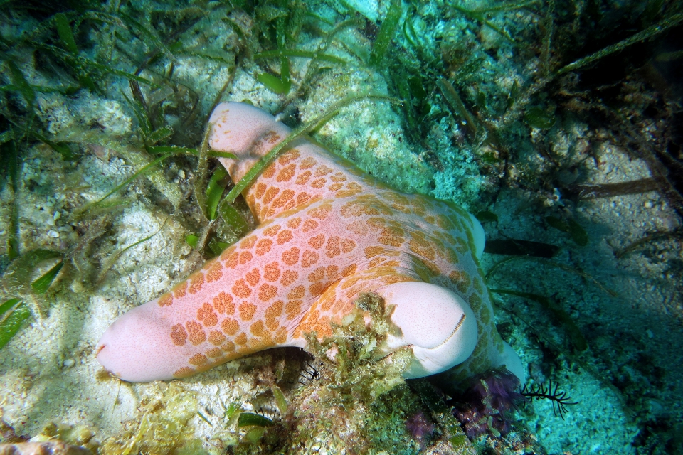 Choriaster granulatus