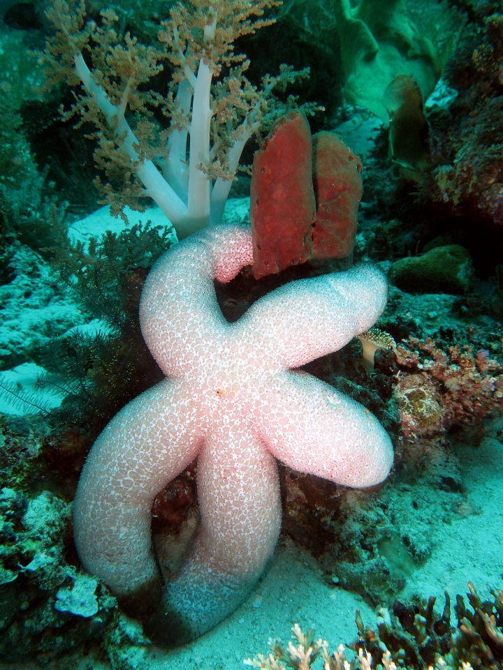 Thromidia catalai