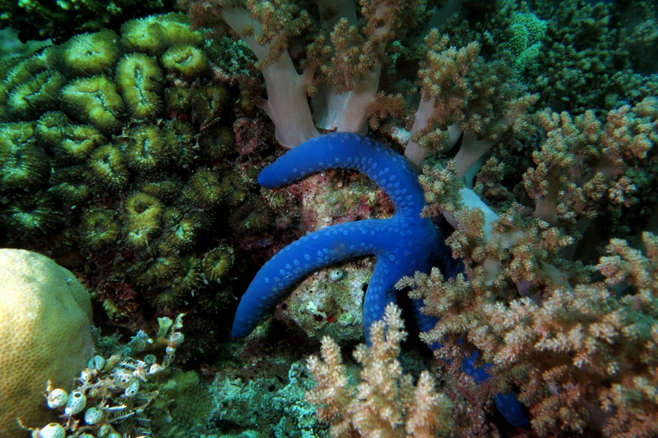 Linckia laevigata