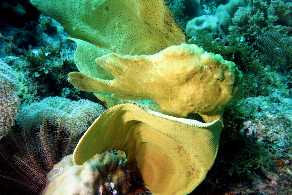 Antennarius commerson, Ianthella basta