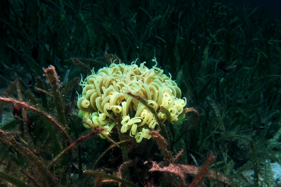 Cerianthus sp.