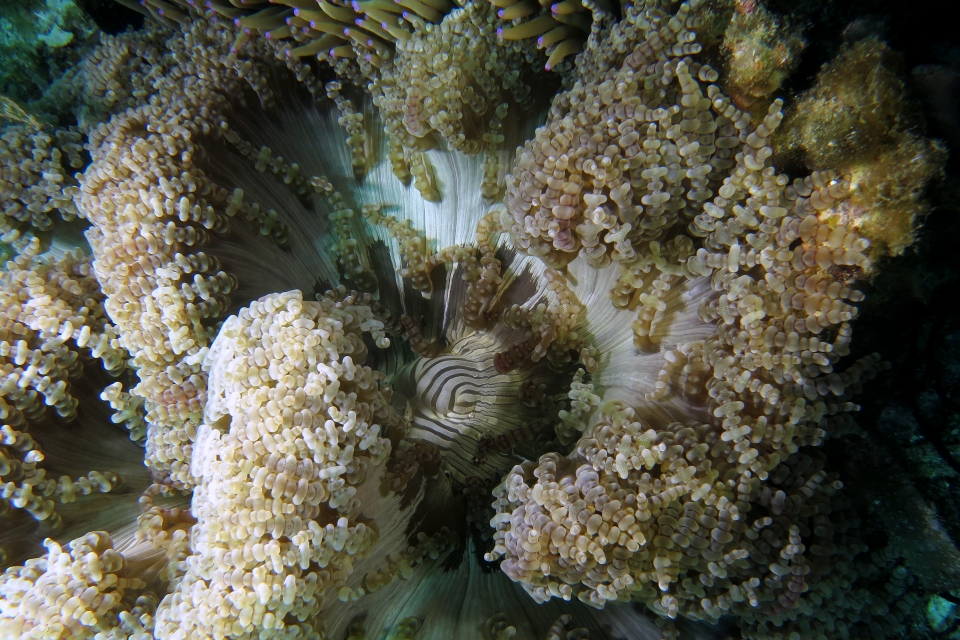 Heteractis aurora