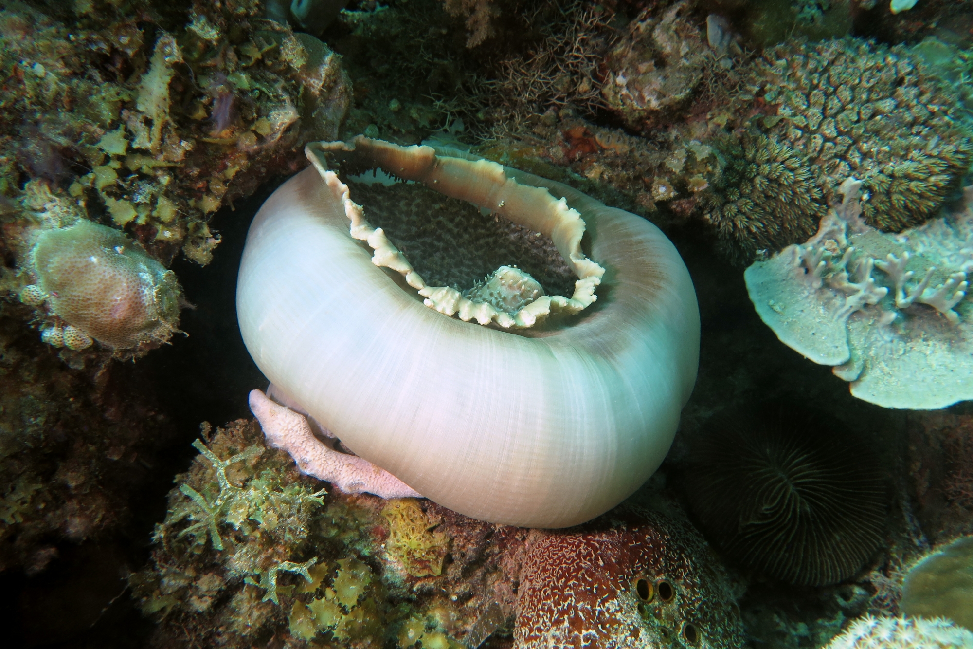 Amplexidiscus fenestrafer