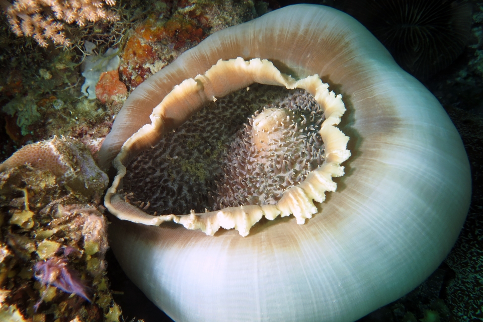 Amplexidiscus fenestrafer