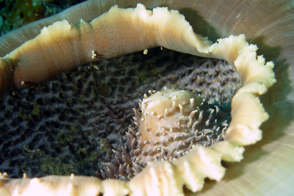 Amplexidiscus fenestrafer