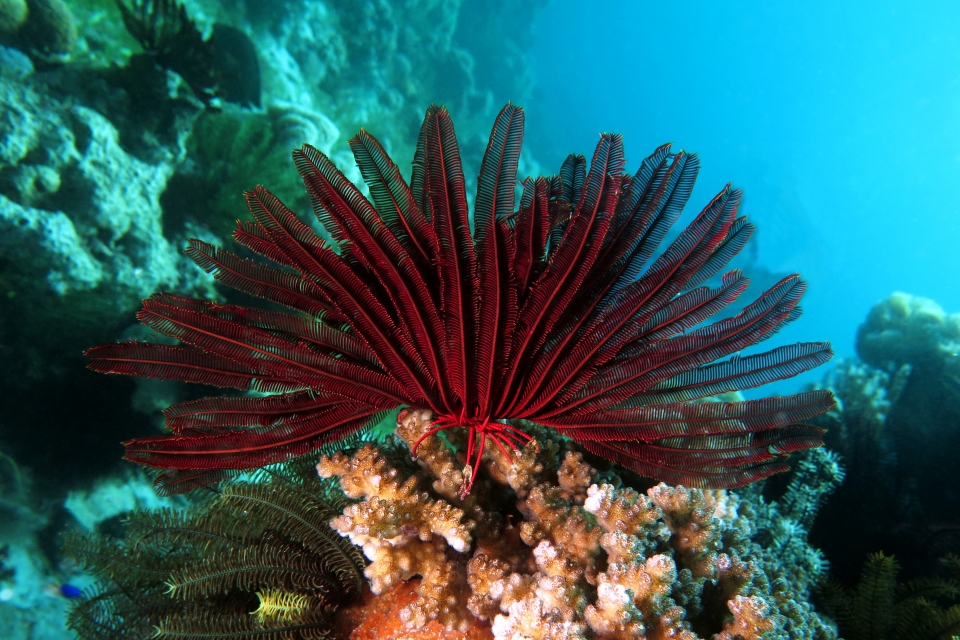 Himerometra robustipinna, Pocillopora sp.
