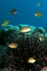 Pseudanthias huchtii