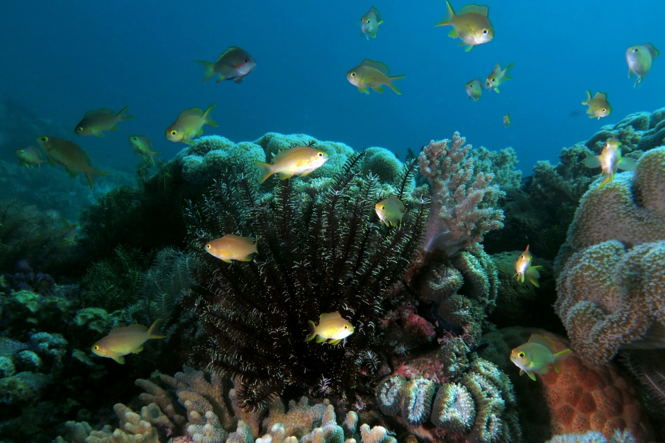 Pseudanthias huchtii