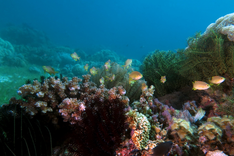 Pseudanthias huchtii