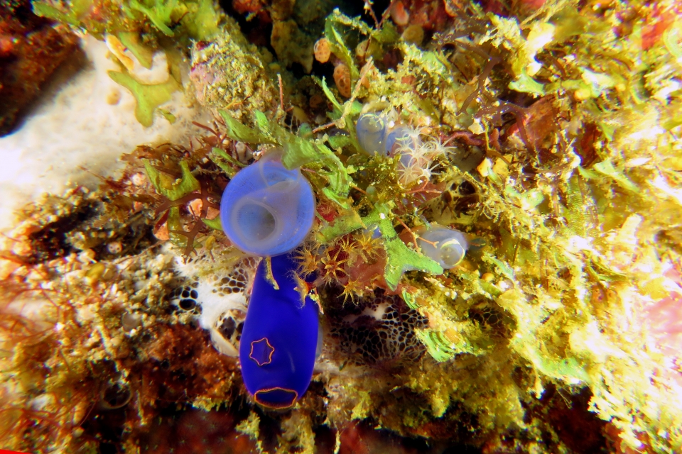 Rhopalaea crassa, Clavelina coerulea