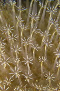 Sarcophyton sp