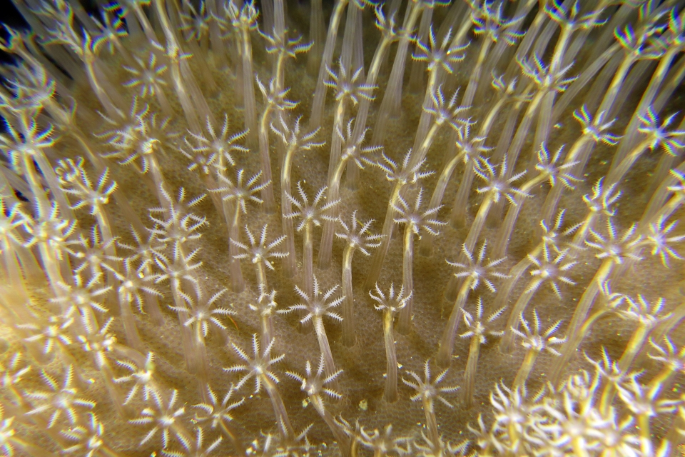 Sarcophyton sp